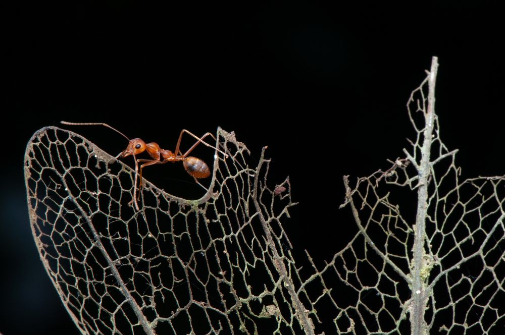 Photograph by Chamara Sulakkhana Polwatta Siriyalage