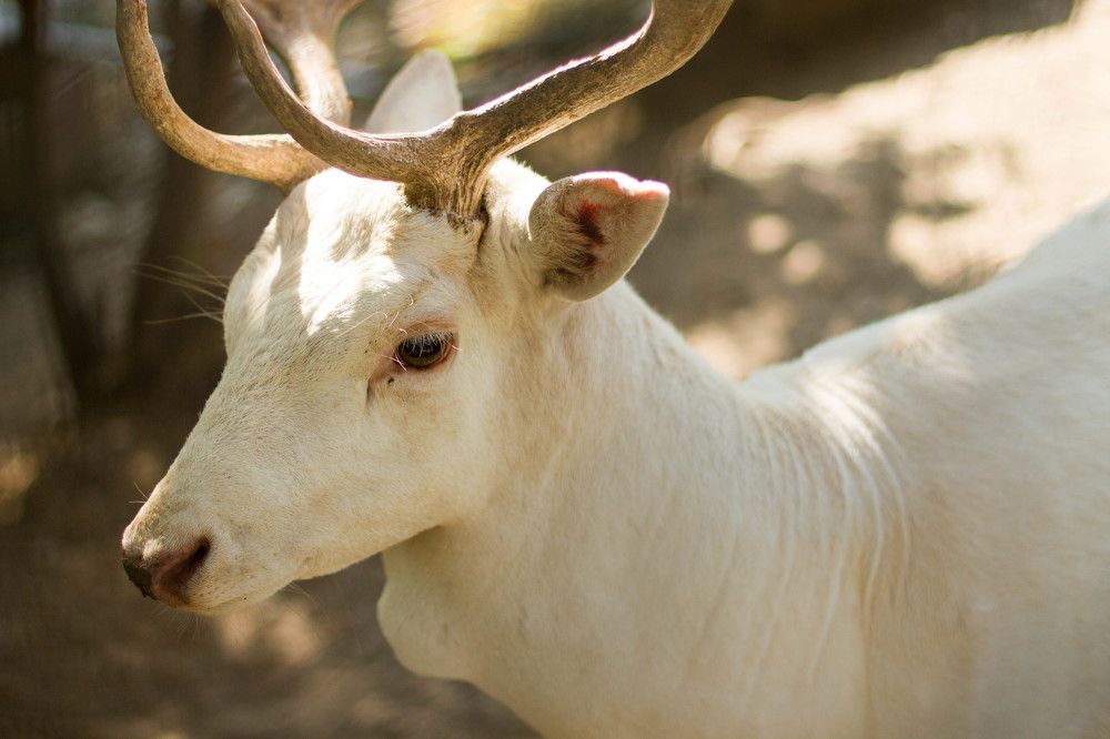 Photograph by Антон