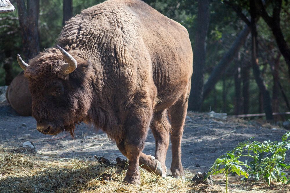 Photograph by Антон