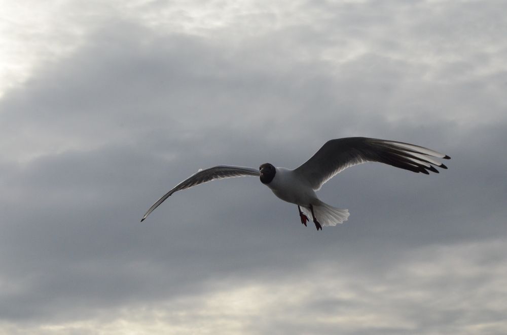 Photograph by Татьяна Иванова - Трускова