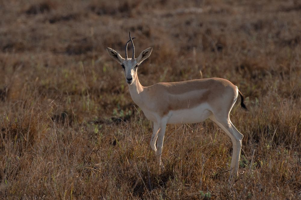 Photograph by Shabeerali Munakkal Shamsu