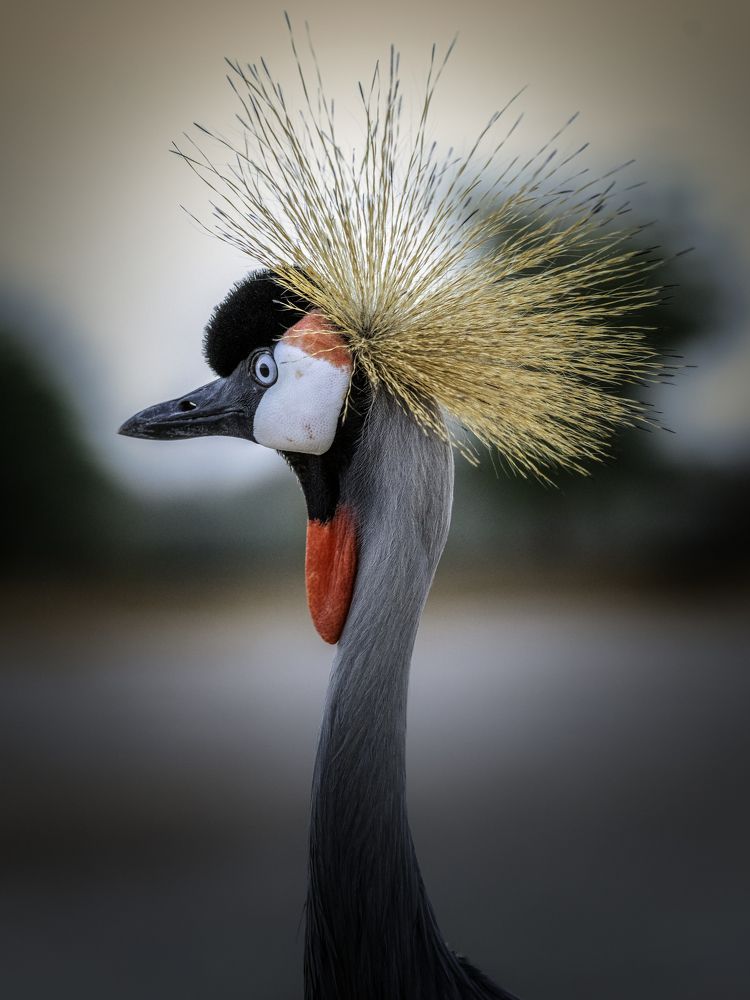 Фотография автора Anand Kumar