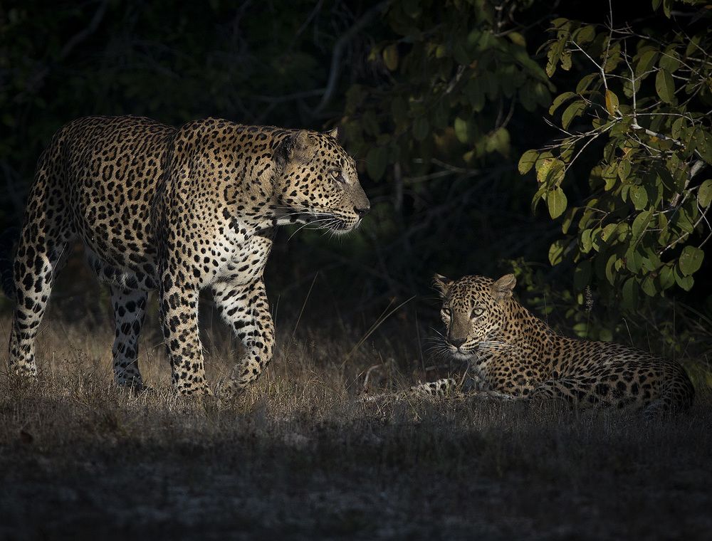 Photograph by Dhananjaya Dassanayake