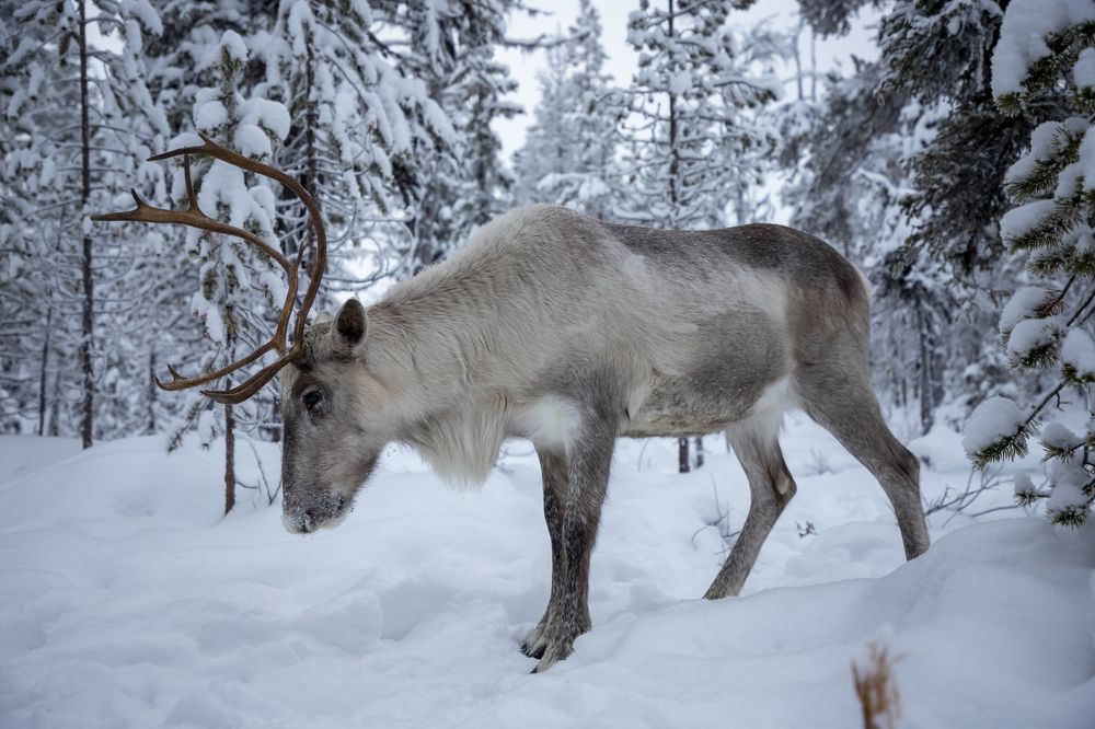 Photograph by Юлия Лазебная