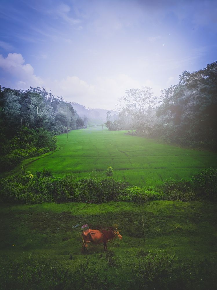 Photograph by Hewage K-vin R