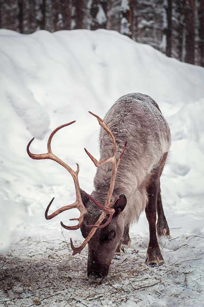 Photograph by Ильдар Шангараев