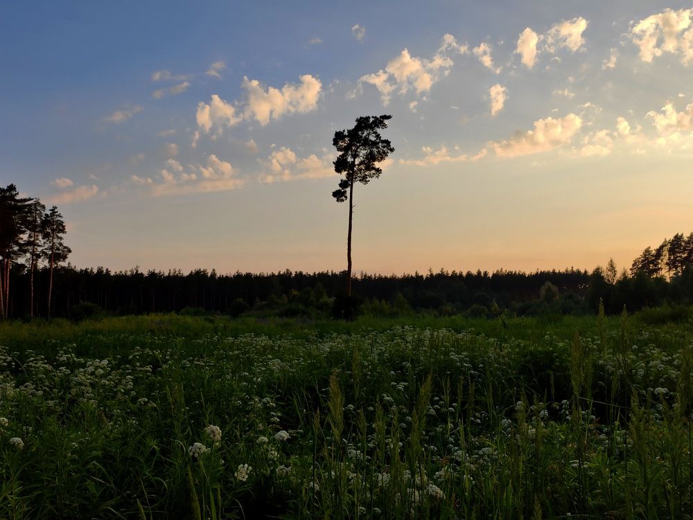 Одинокая сосна
