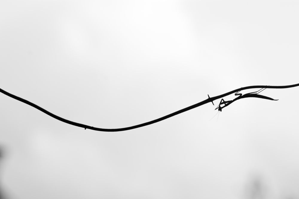 Photograph by Nishanth Neelayi