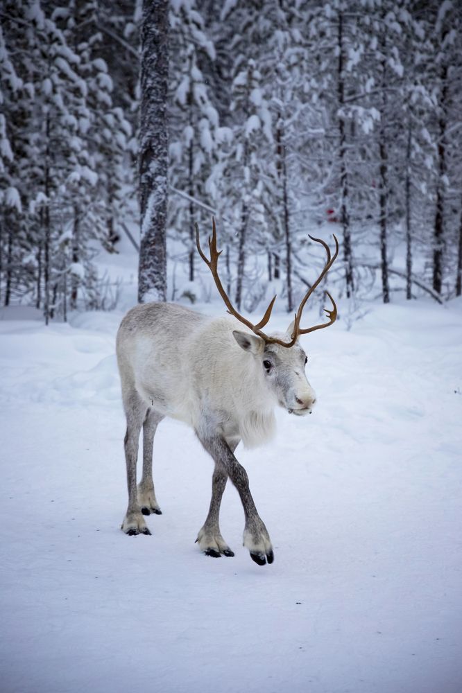 Photograph by Юлия Лазебная