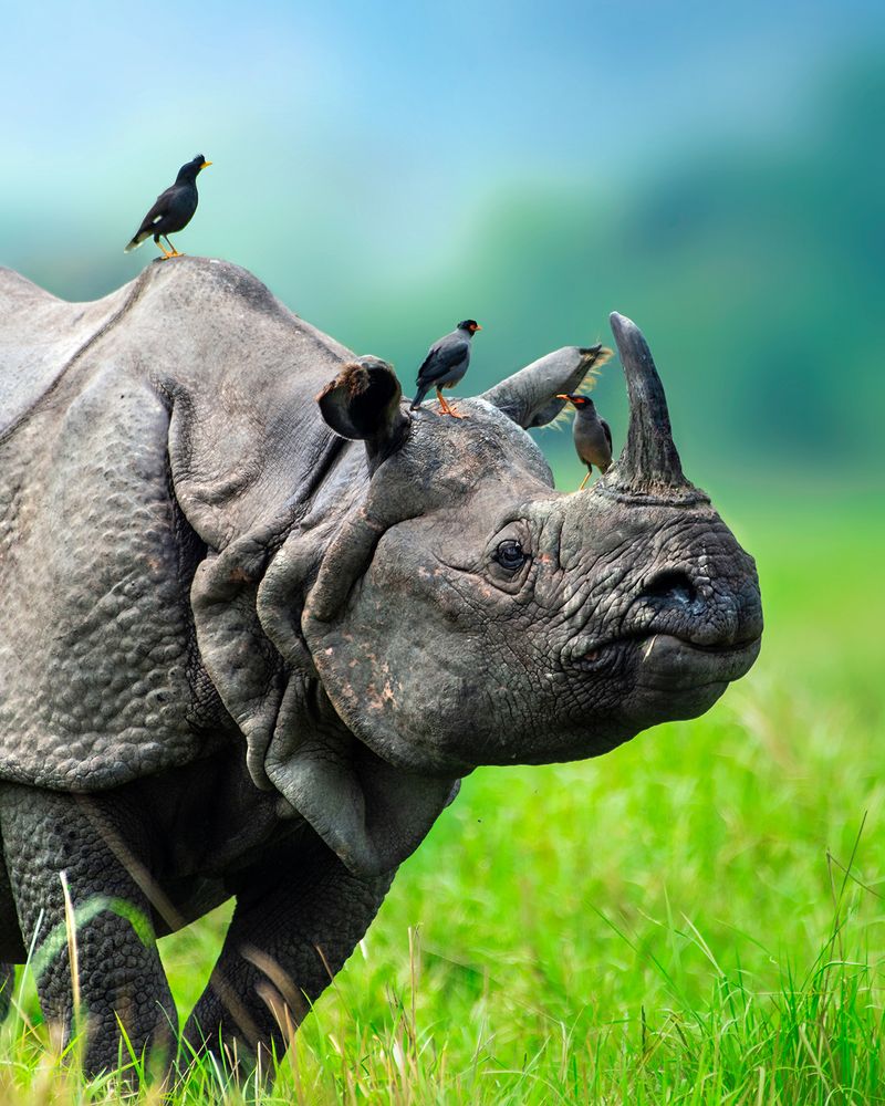 Rhino With Myna