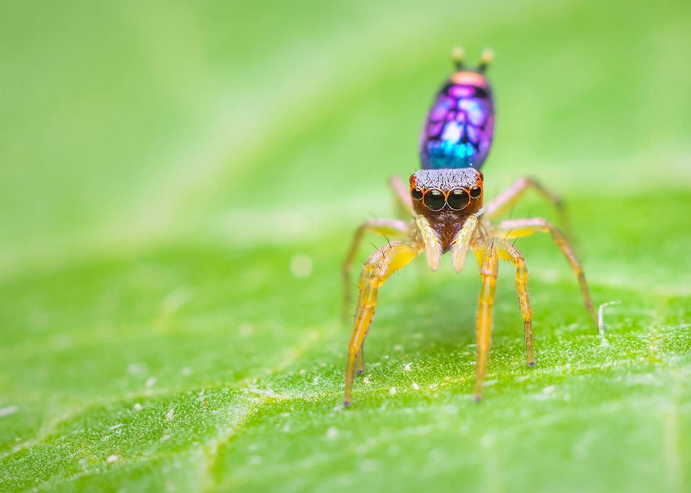 Colorful jumping spider of the genus Chrysilla.