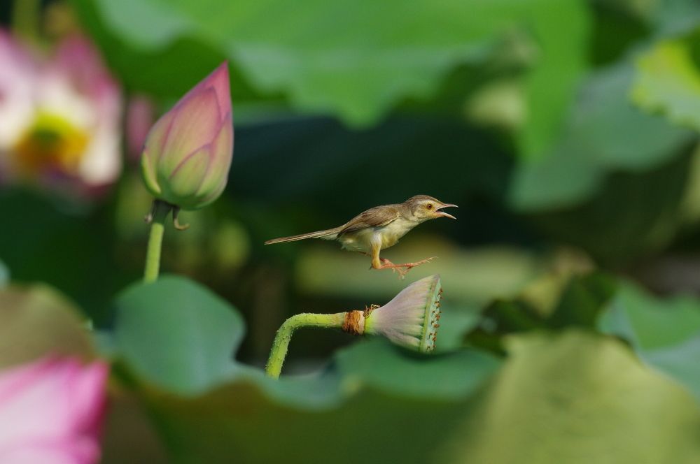 Birds and lotus flowers