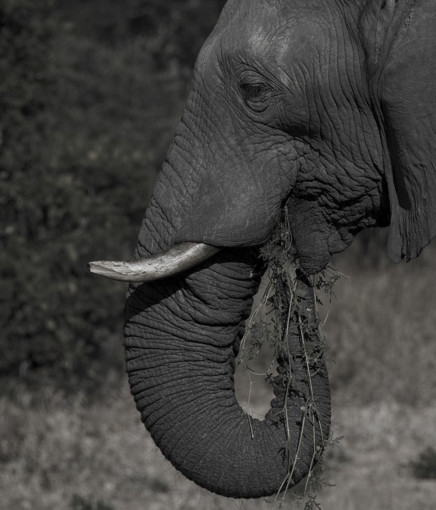 Photograph by Metlha Ngubevana