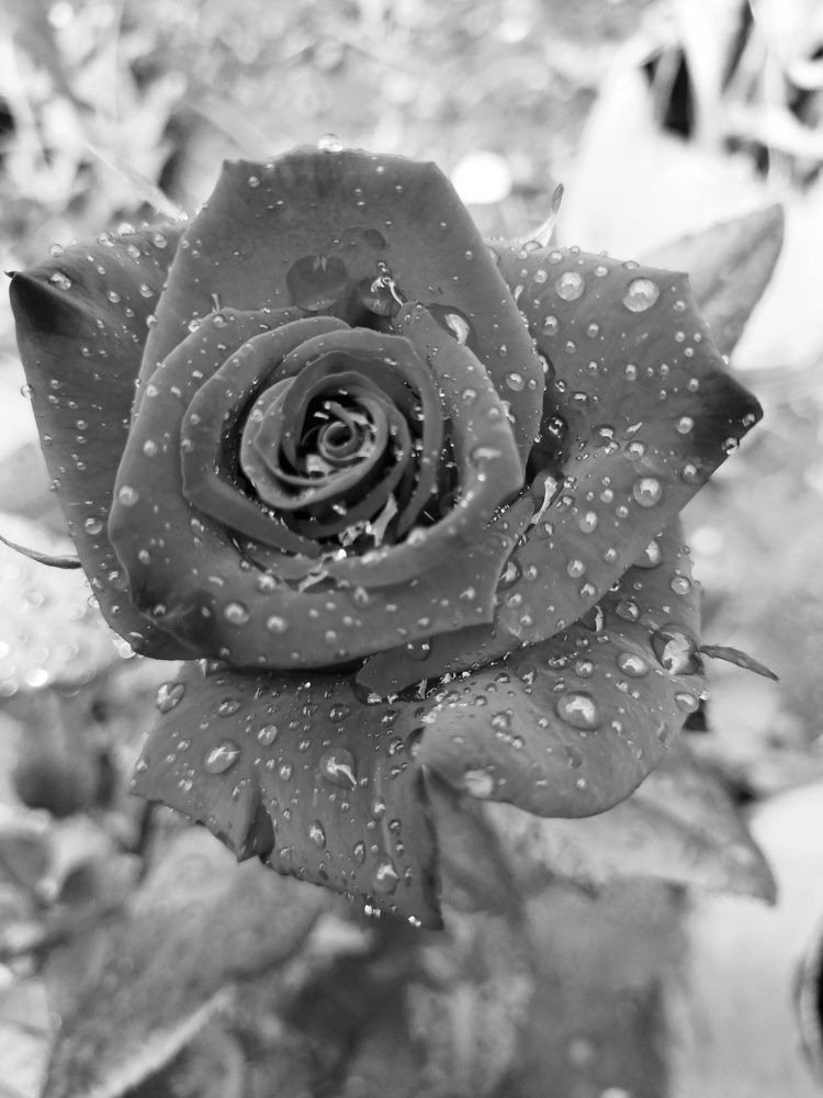 Photograph by Светлана Мозговая