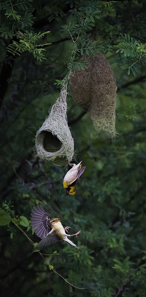 Baya Weaver