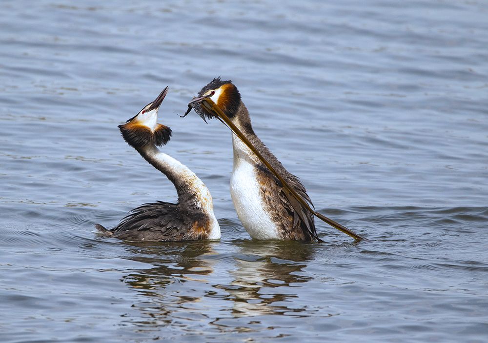 Свадебный подарок