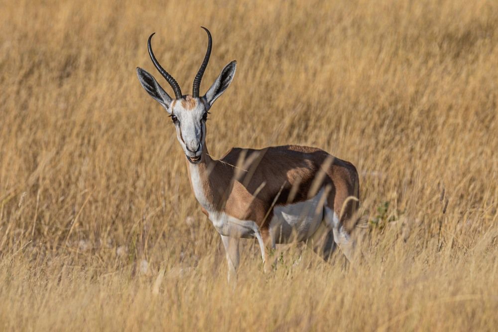 Удивленный спрингбок