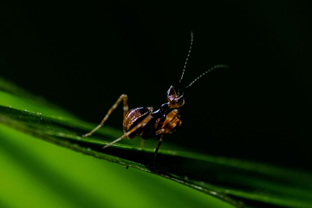 Photograph by Shaikh Hasan