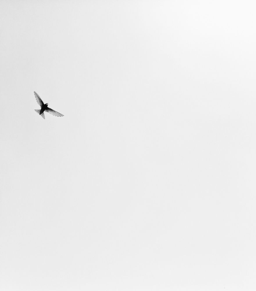 Птица высокого полёта.