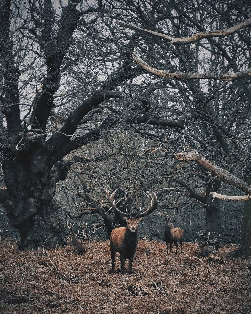 Photograph by Gheorghe Tabuleac