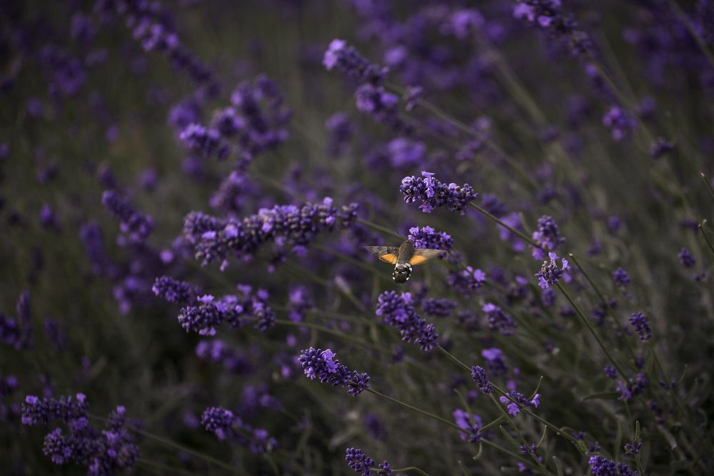 Фотография автора Анна Вигера