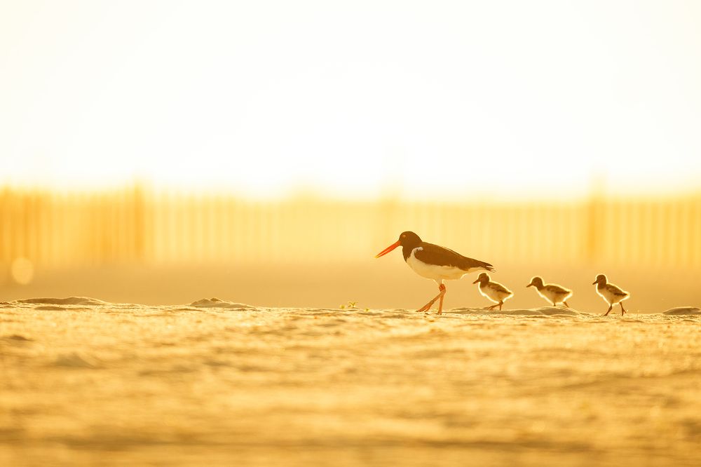 Photograph by Karthik AK