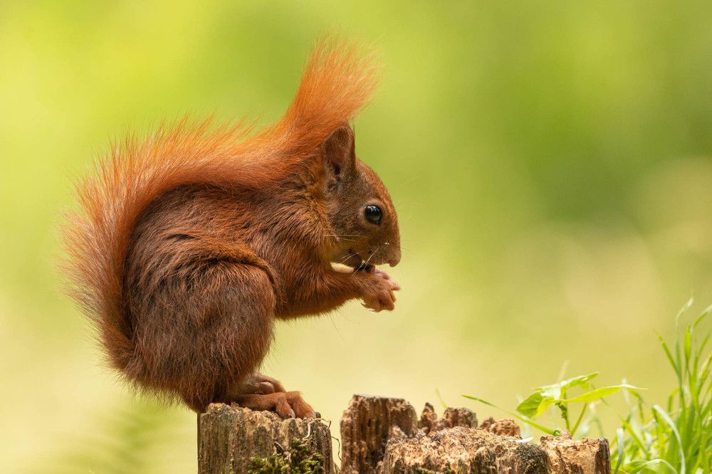 Photograph by Silvia Koopmans