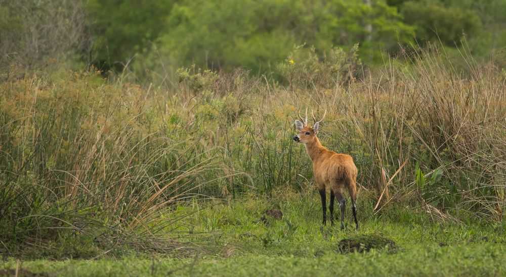 ciervo de los pantanos