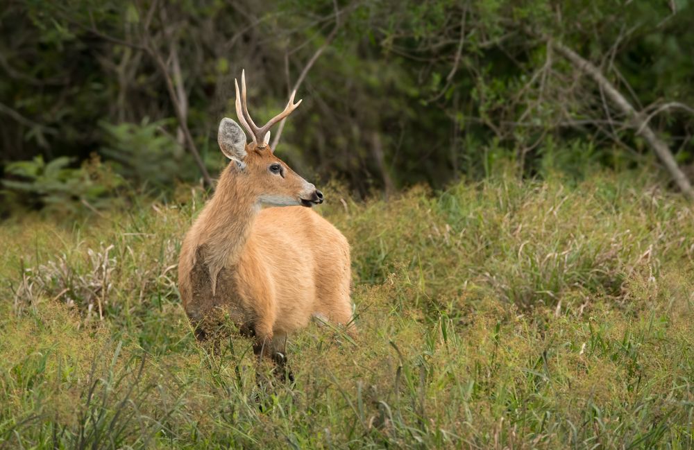 Strolling in the swamp