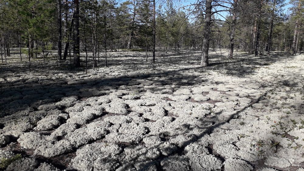 Photograph by Дмитрий Юдин