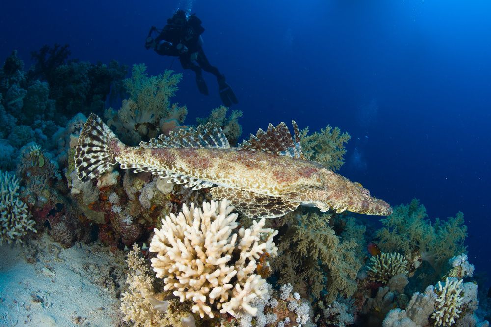 Фотография автора Андрей Крапивной