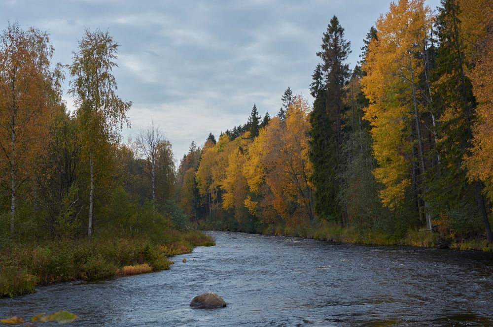 Осенняя река Лососинка. Петрозаводск