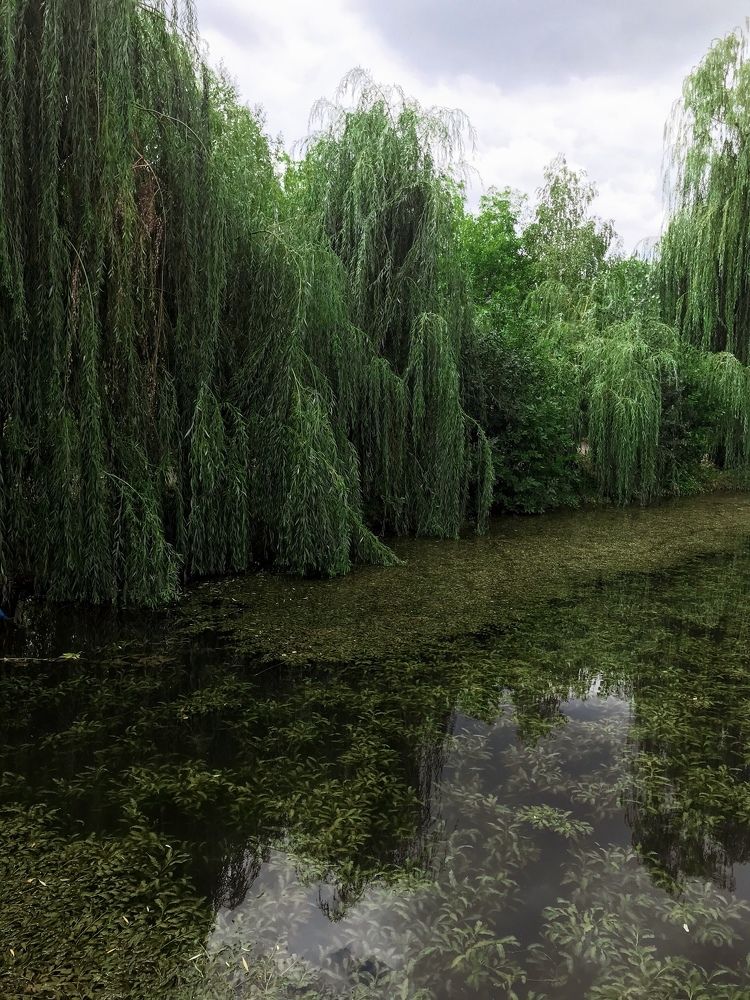 Речушка заросла