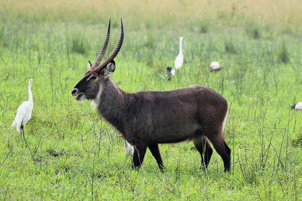 Водяной козел в окружении белых цапель