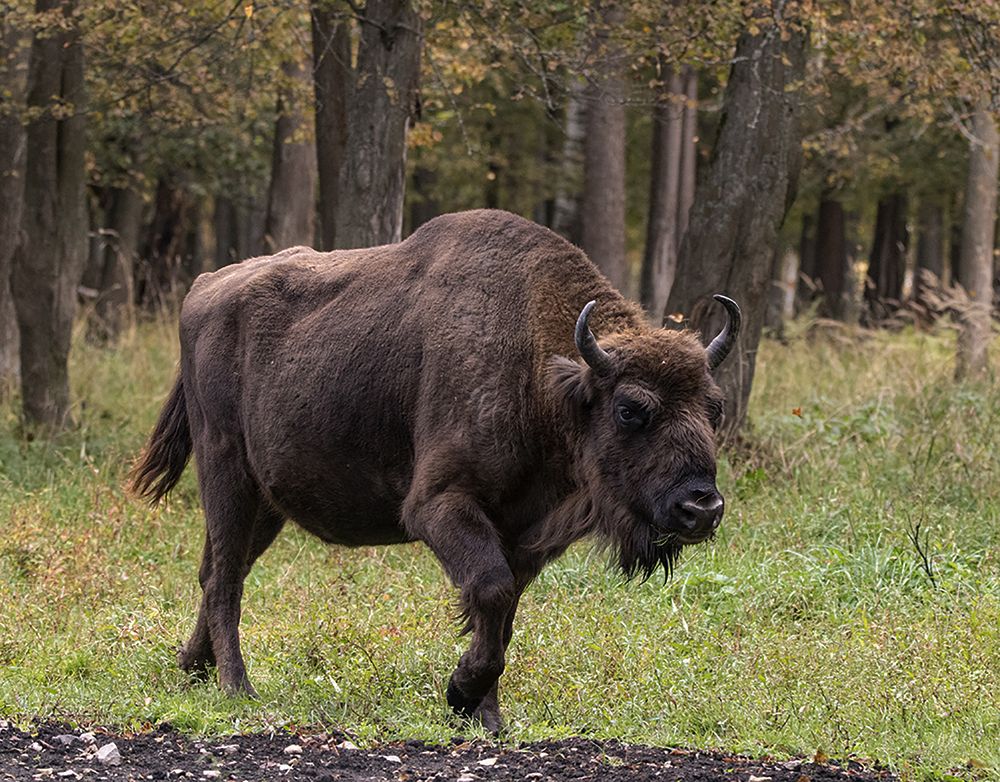 Древняя великанша