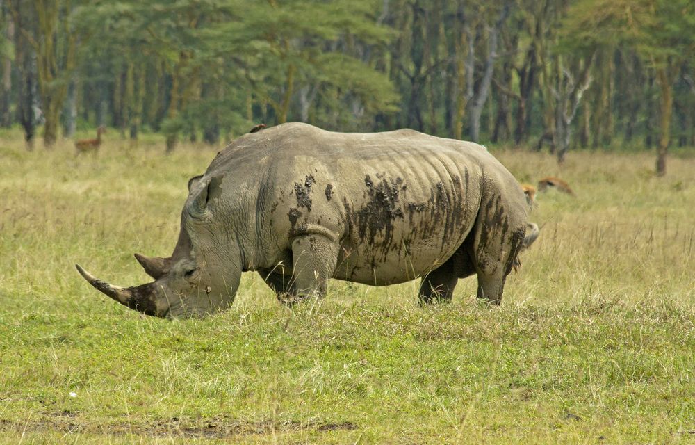 Носорог-рог-рог идет