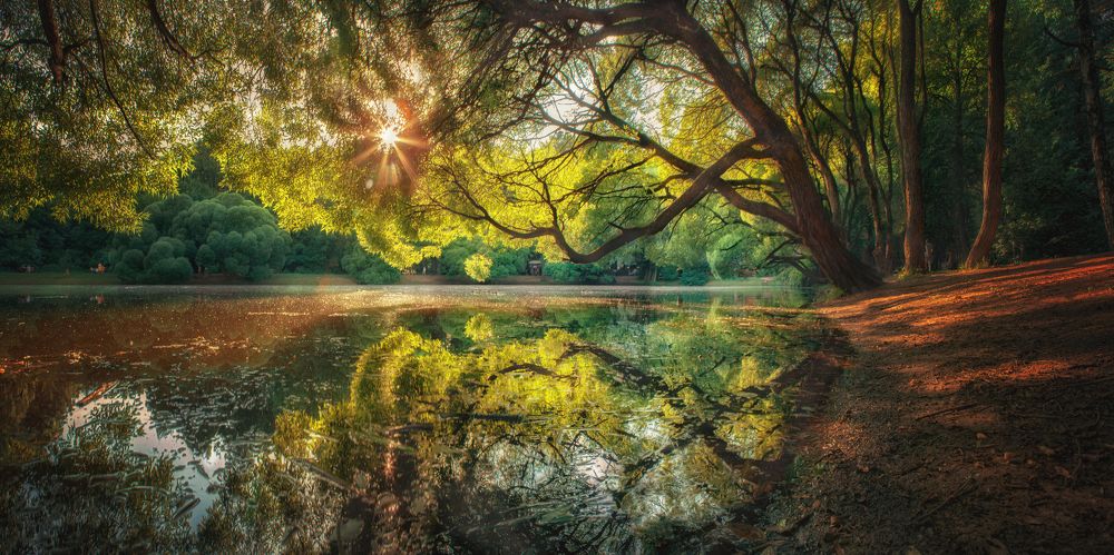 В тени прибрежных ив