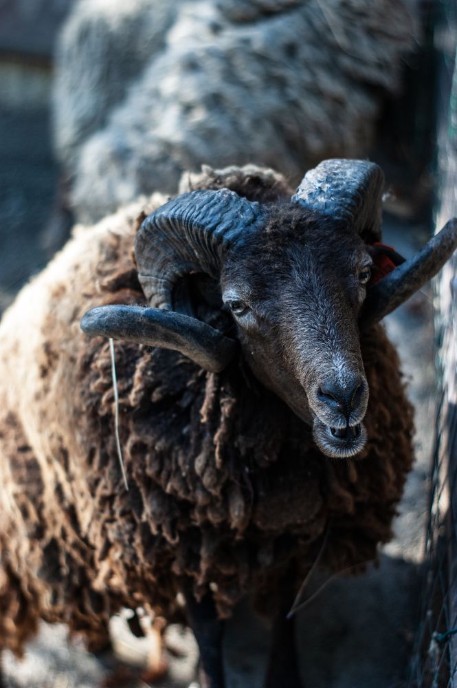 Photograph by Инна Соловей