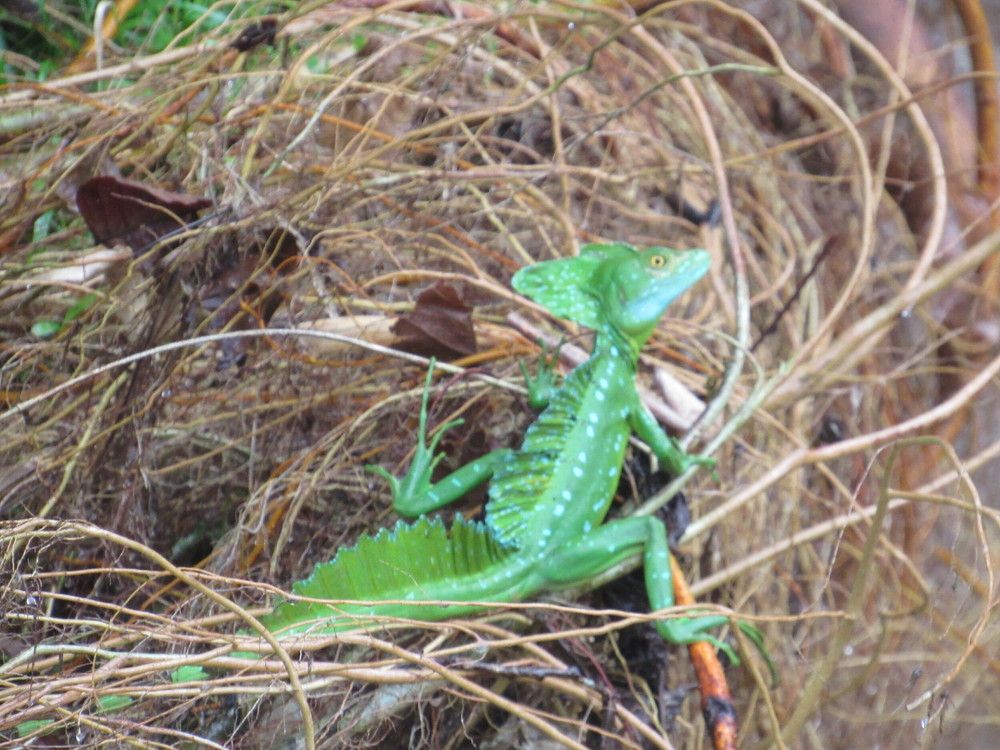 La lagartija “Jesucristo”. (BASILISCO)