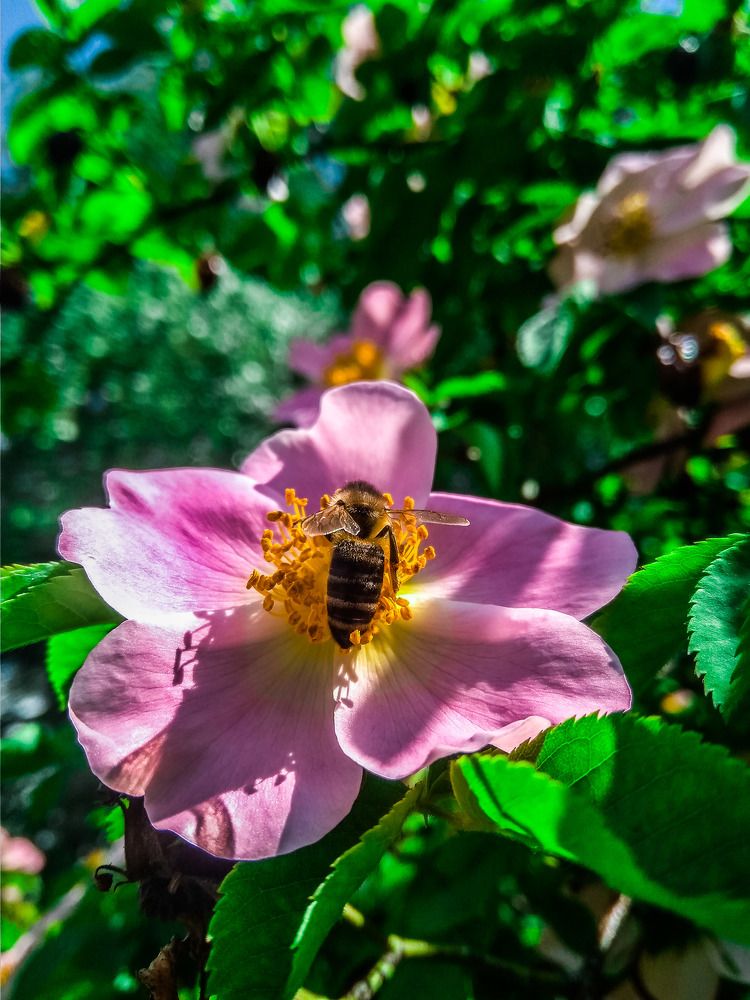 Photograph by Алёна Лысенко