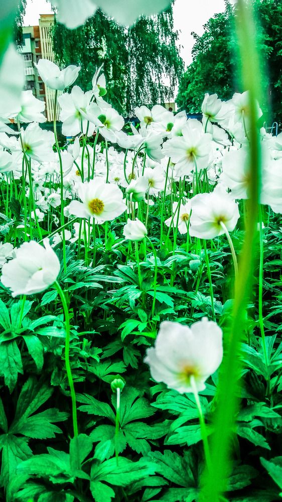 Photograph by Алёна Лысенко