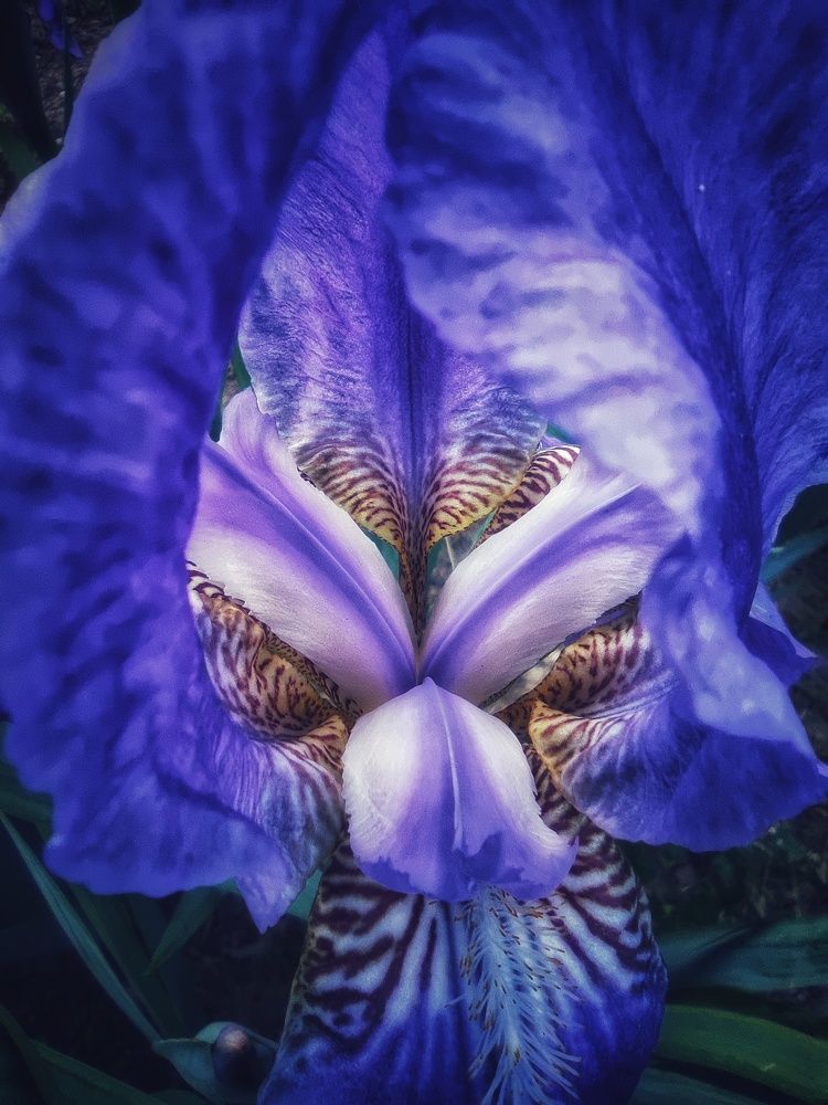 Iris