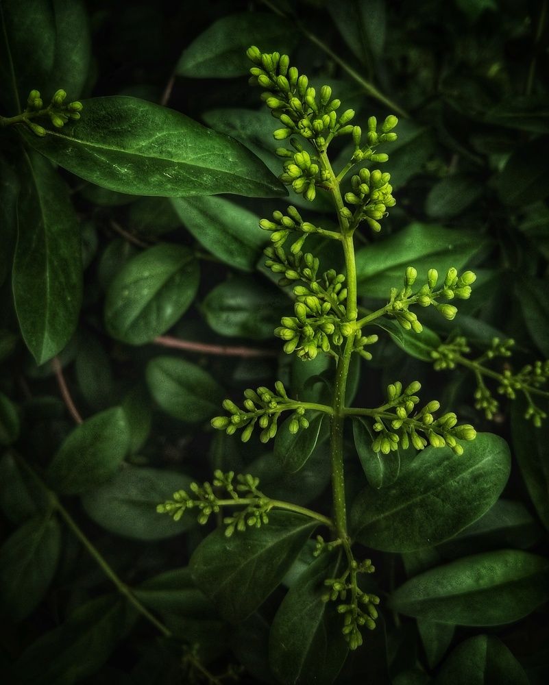 Photograph by Светлана Безъязычная