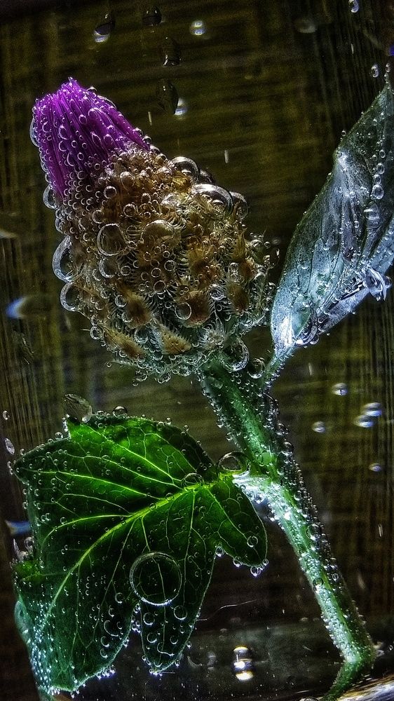 Волшебные пузырьки