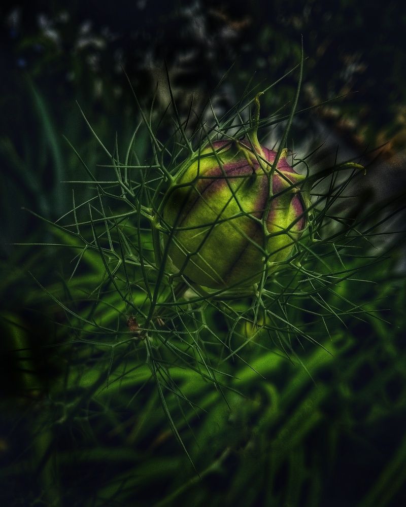 Бутон Нигеллы дамасской