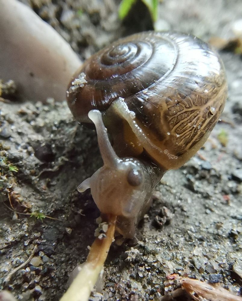 Snail