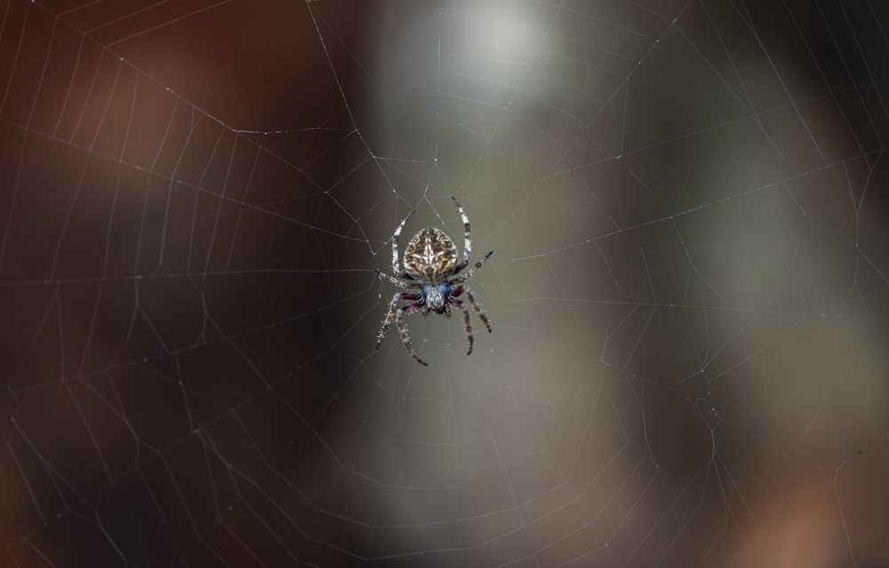 Photograph by Suresh Chakrapani