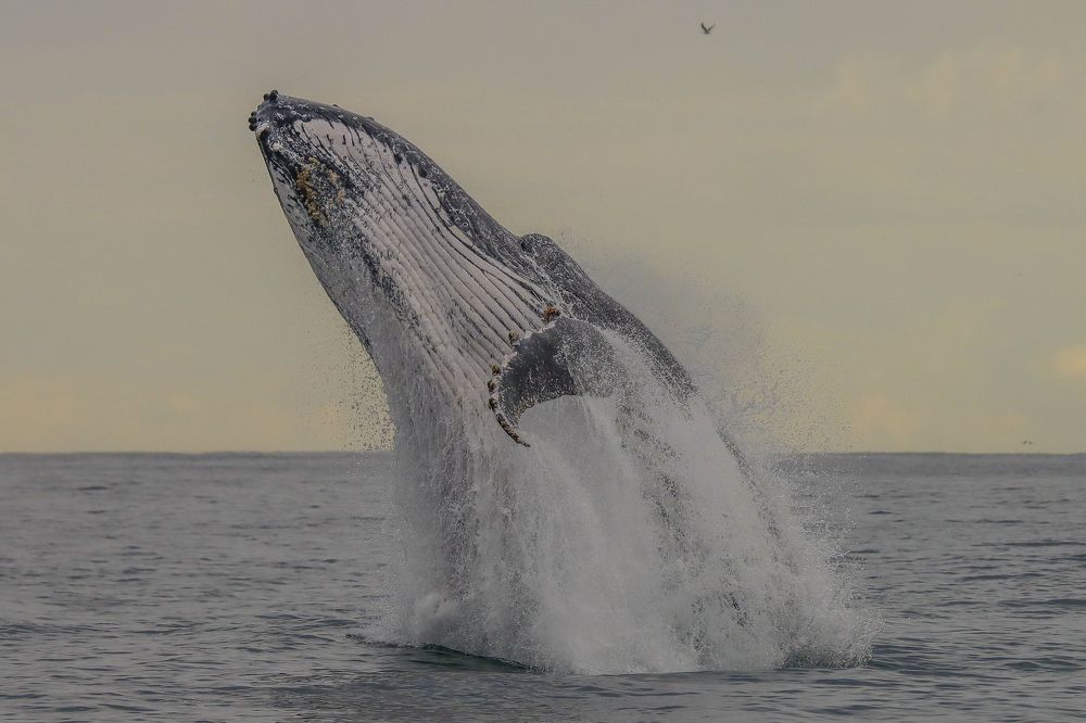 Humpback whale