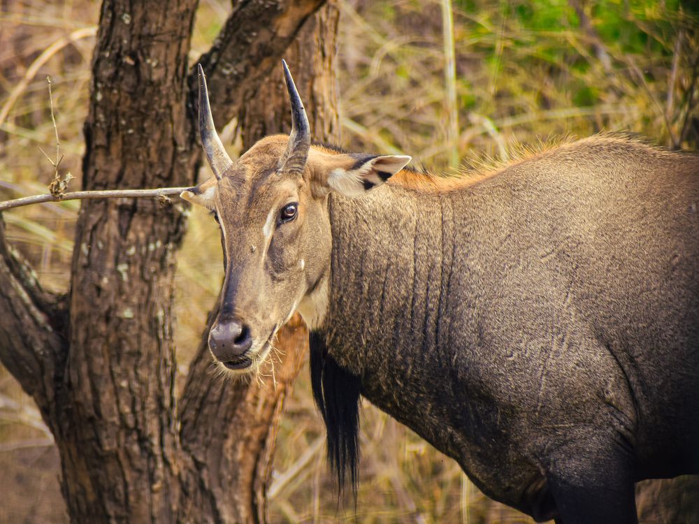 The Nilgai