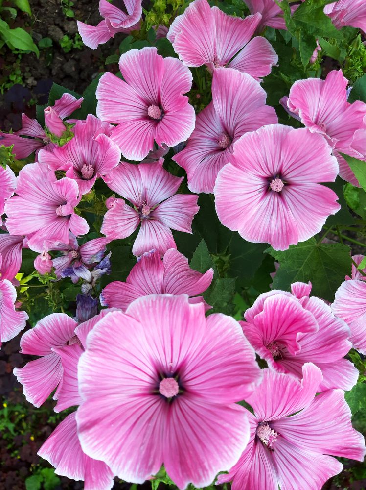 Фотография автора Светлана Дунаева